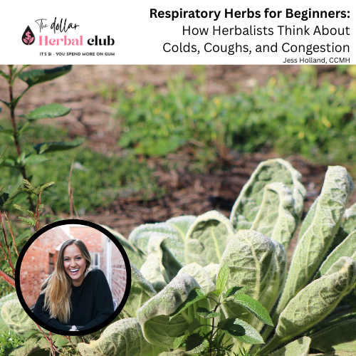 Respiratory Herbs for Beginners: How Herbalists Think About Colds, Coughs, and Congestion